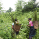 India-tribals-farming-Assam
